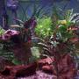 20 gallons planted tank (mostly live plants and fish) - my 1st tank