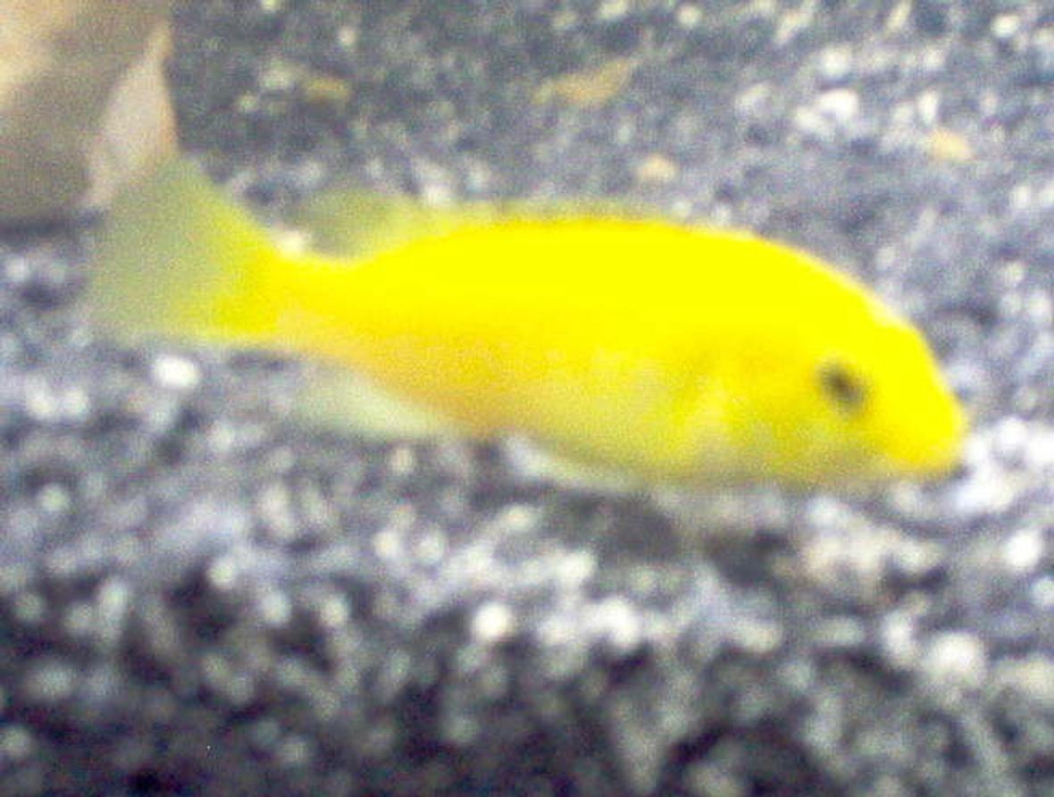 freshwater fish - labidochromis caeruleus - electric yellow cichlid stocking in 46 gallons tank - My yellow lab! labidochromis caeruleus