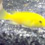 freshwater fish - labidochromis caeruleus - electric yellow cichlid stocking in 46 gallons tank - My yellow lab! labidochromis caeruleus
