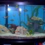 46 gallons freshwater fish tank (mostly fish and non-living decorations) - so here's my 46 gallon bow mixed african tank.