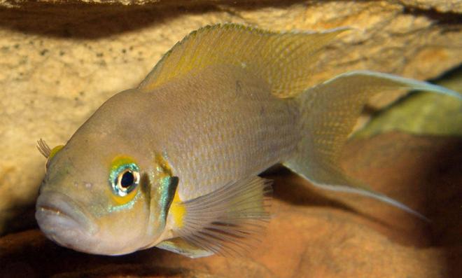 freshwater fish - neolamprologus brichardi - brichardi stocking in 55 gallons tank - Brichardi