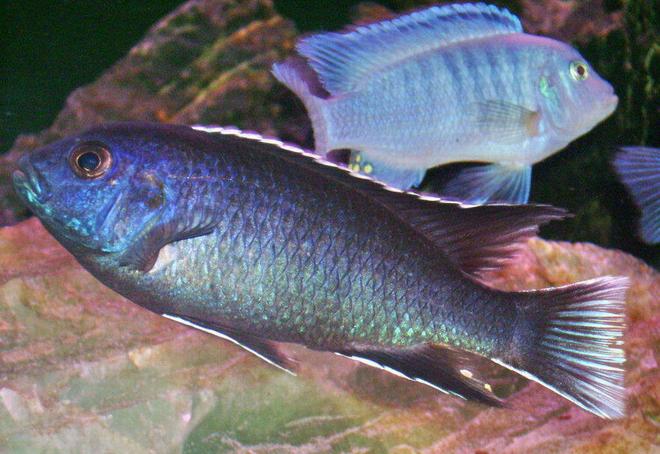 freshwater fish - pseudotropheus acei - acei cichlid stocking in 100 gallons tank - Pseudotrophues acei ngara hanging out with a Metriaclima Callainos Cobalt Zebra.