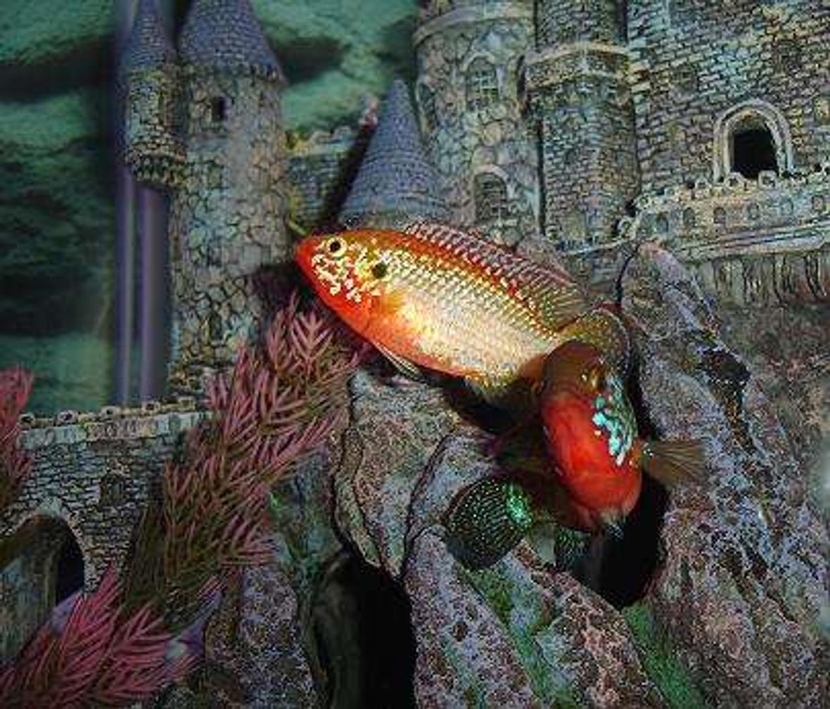 freshwater fish - hemichromis bimaculatus - jewel cichlid stocking in 55 gallons tank - Breedind pair of Jewels guarding their domain.