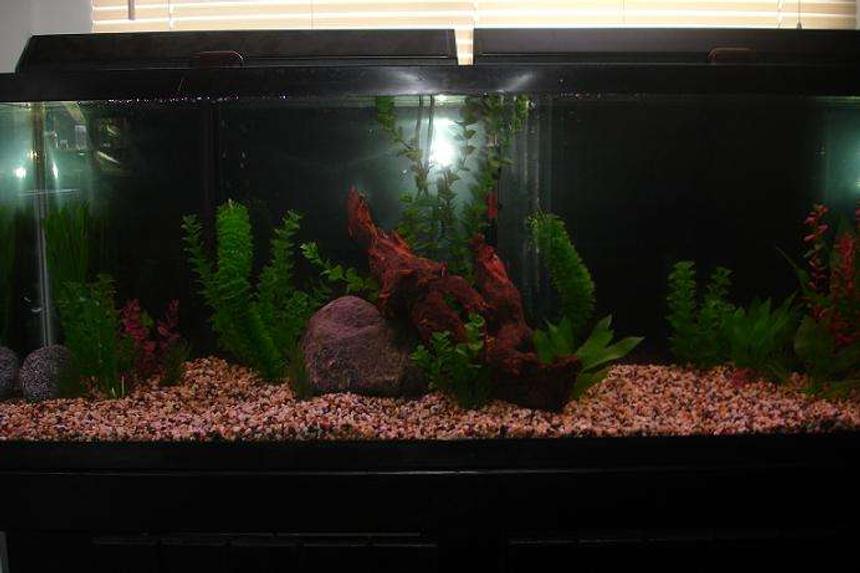 Rated #440: 55 Gallons Freshwater Fish Tank - My 55 gallon tank before having fish in it.