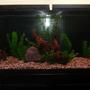 55 gallons freshwater fish tank (mostly fish and non-living decorations) - My 55 gallon tank before having fish in it.