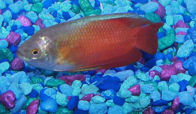 freshwater fish - colisa lalia - flame dwarf gourami stocking in 55 gallons tank - fire and ice gourami