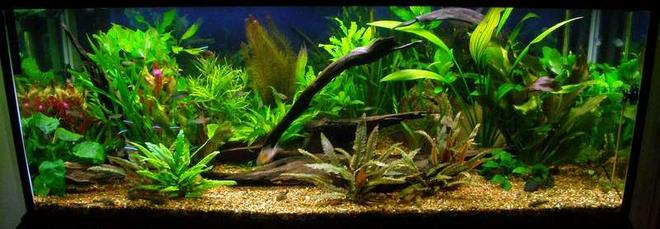 planted tank (mostly live plants and fish) - 280lt planted community, 9 months old, no CO2.