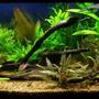 planted tank (mostly live plants and fish) - 280lt planted community, 9 months old, no CO2.