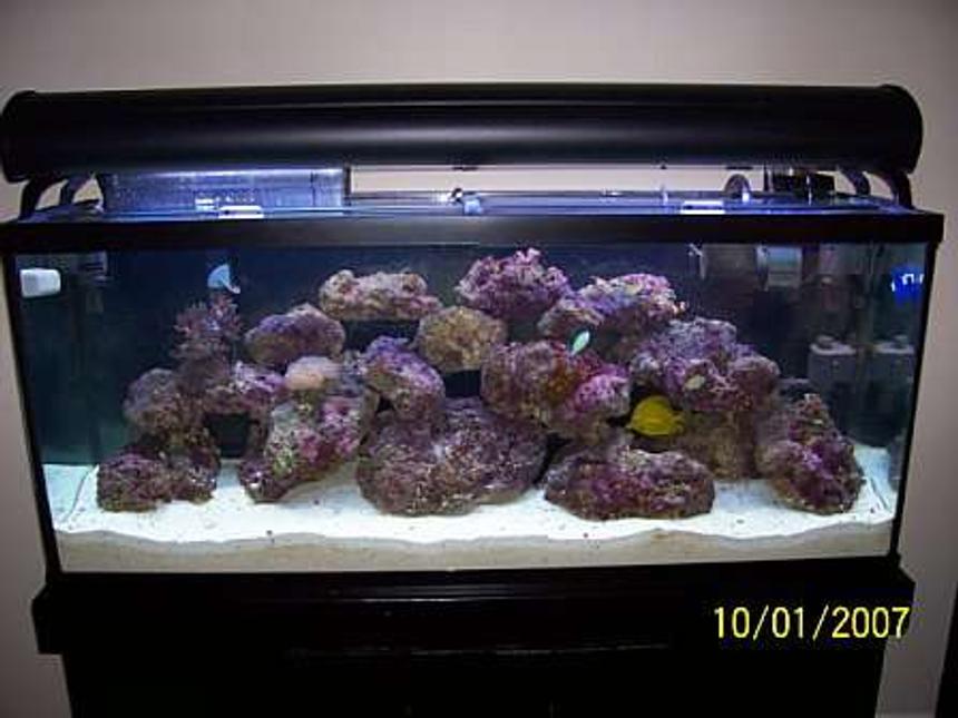 Rated #174: 55 Gallons Reef Tank - My 55 gallon salt tank
