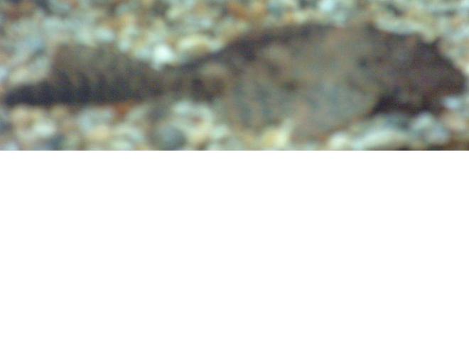 freshwater fish - glyptoperichthys gibbiceps - sailfin pleco (l-83) stocking in 47 gallons tank - Sailfin pleco has come to say hello!

54L vitakraft

1 Sailfin pleco 4"
1 Dwarf pleco 1"
1 African black knife fish 4"
1 Kissing gourami 2"
1 Honey gourami 1"
4 Neon tetras 0.25"
1 Glass catfish 2"
1 Coolie loach 3"
2 Corydoras 1" & 2"
2 Tiger platys 0.5"
2 Sailfin mollys 1.5"