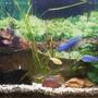 freshwater fish tank (mostly fish and non-living decorations) - 4ft cichlid tank. Electric yellows. Electric blues. Psuedotropeus Colainos. Lombardoi. Phytophagus. Synodontis Multipuncatis. Ancistrus dolichopterus. Barbs. PLANTS: Val Anubias bateri Anubias hybrid