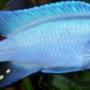 freshwater fish - maylandia callainos - blue cobalt cichlid - Cobalt Blue male.