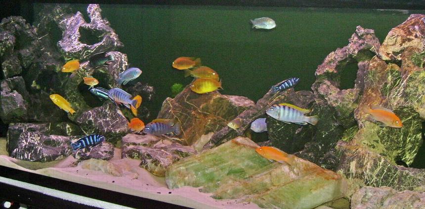 Rated #158: 100 Gallons Freshwater Fish Tank - Mbuna tank with lots of action.