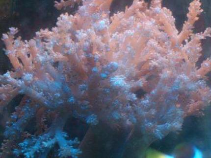corals inverts - cladiella sp. - cauliflower colt coral stocking in 10 gallons tank - colt coral