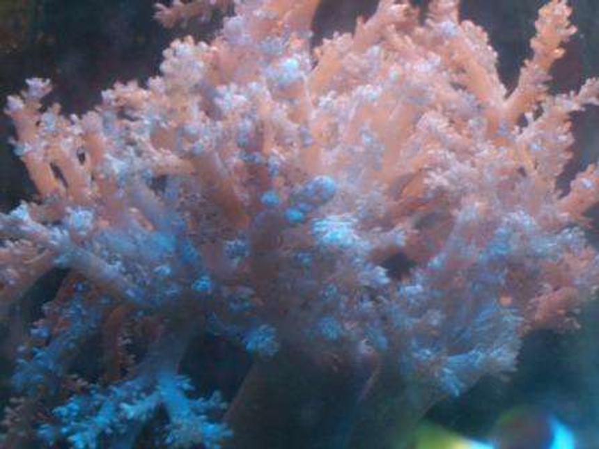 Rated #470: Corals Inverts - Cladiella Sp. - Cauliflower Colt Coral Stocking In 10 Gallons Tank - colt coral
