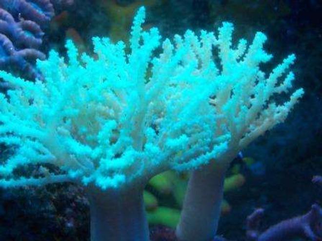 corals inverts - sinularia flexibis - spaghetti finger leather coral stocking in 10 gallons tank - green neon soft