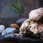 freshwater fish - pseudotropheus estherae - red zebra cichlid stocking in 32767 gallons tank - happy fish