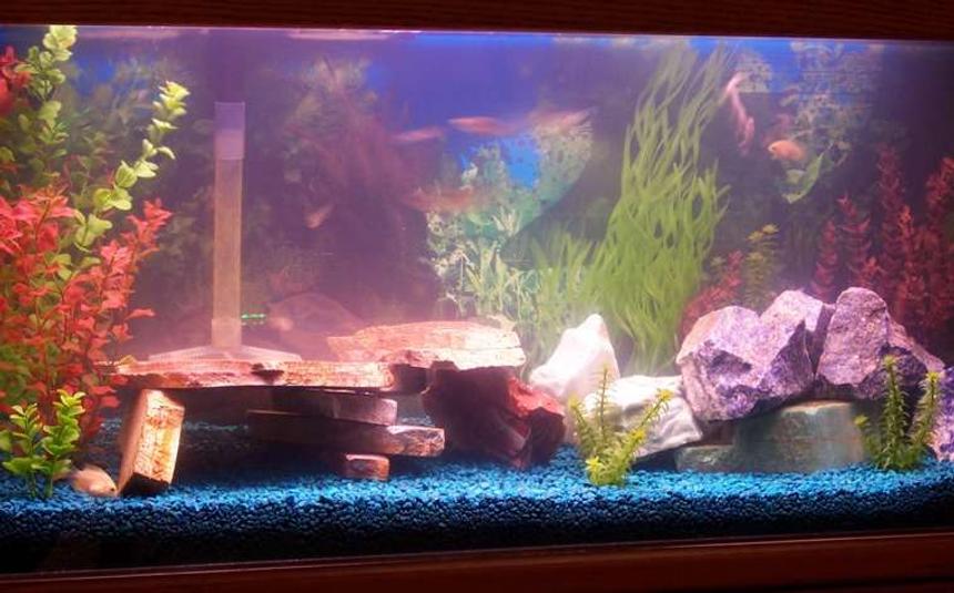 Rated #470: 55 Gallons Freshwater Fish Tank - My tank.