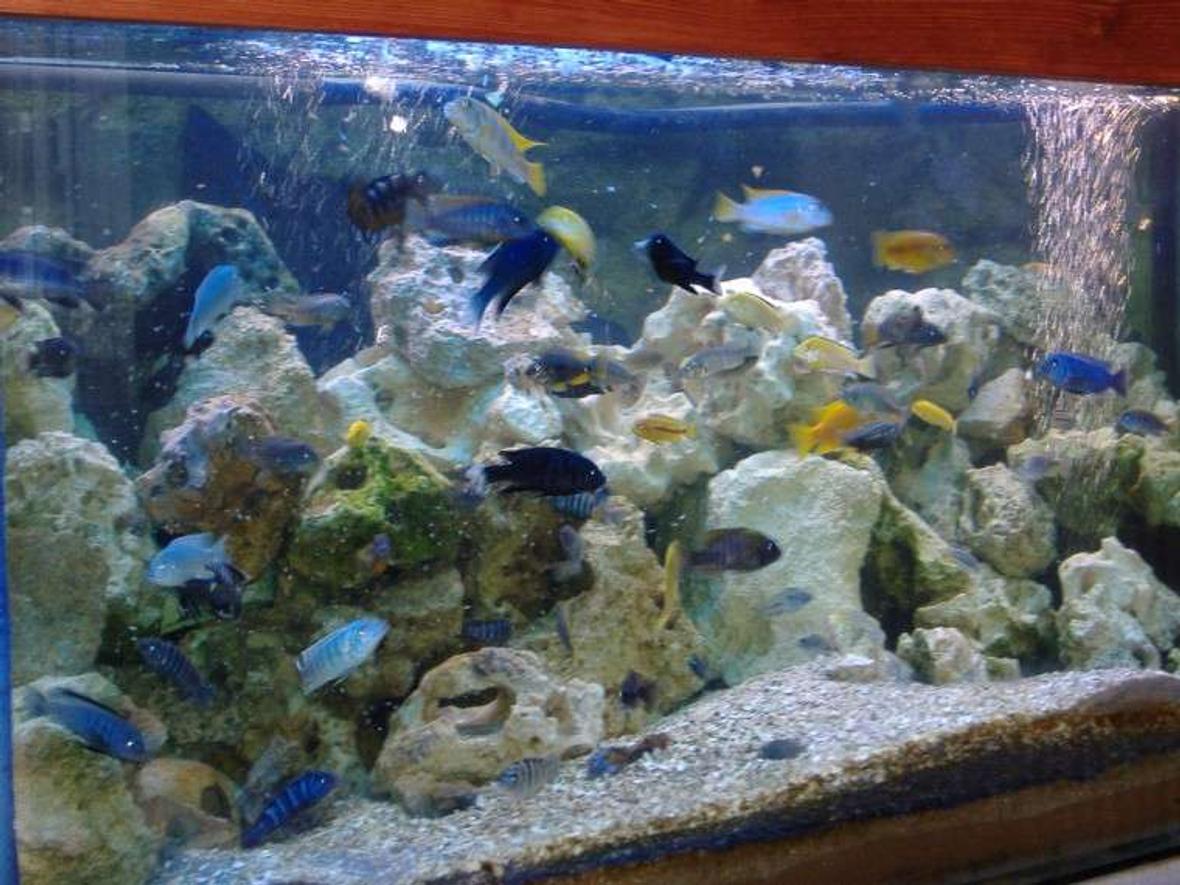 160 gallons freshwater fish tank (mostly fish and non-living decorations) - Feeding time in my Malawi tank