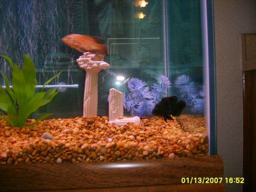 Rated #423: 75 Gallons Freshwater Fish Tank - this is toots and scooby playing chase