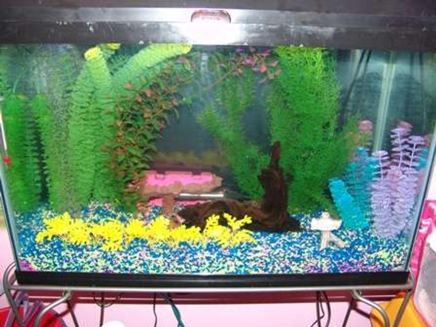 Rated #559: 29 Gallons Freshwater Fish Tank - My sisters fishtank. In this picture we only have 5 neon tetras in the tank.