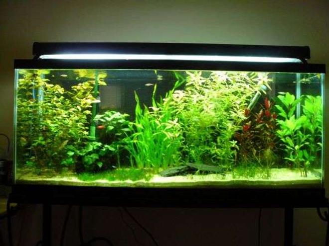 55 gallons planted tank (mostly live plants and fish) - 55G Planted Community