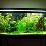 55 gallons planted tank (mostly live plants and fish) - 55G Planted Community