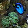 corals inverts - euphyllia ancora - hammer / anchor coral stocking in 170 gallons tank - A vivid Blue Tang next to an Anchor Coral.