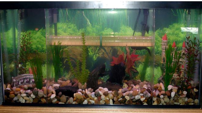 55 gallons freshwater fish tank (mostly fish and non-living decorations) - Full view of the tank