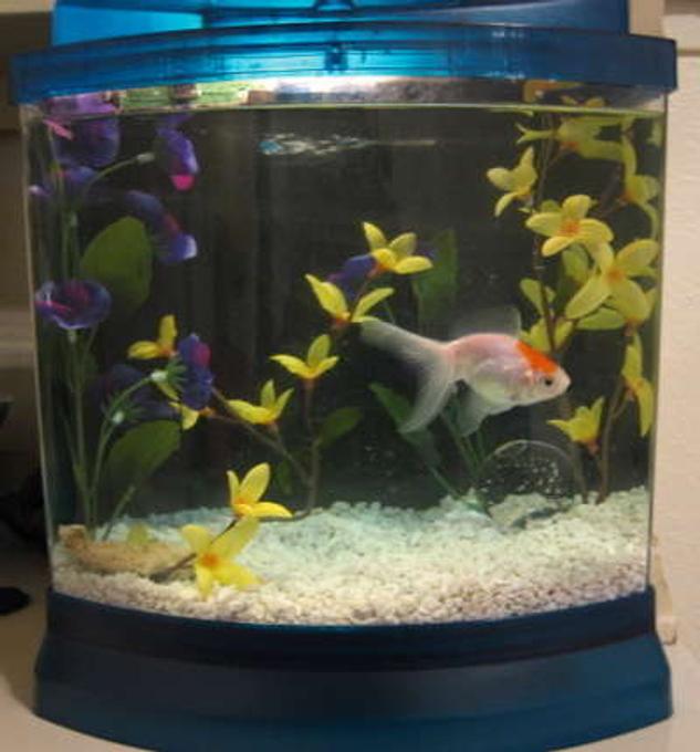 32767 gallons freshwater fish tank (mostly fish and non-living decorations) - This is my son's goldfish his name is Number 8.  That's what kind of name you get when a two yr old names a fish.