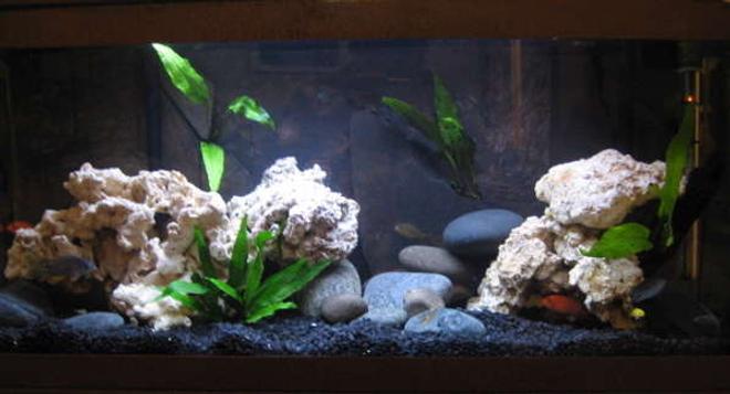 32767 gallons freshwater fish tank (mostly fish and non-living decorations) - here is an updated photo of this tank.  no more plastic plant.  added java fern.