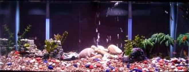 75 gallons freshwater fish tank (mostly fish and non-living decorations) - Apparently the fish are camera shy!