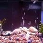 75 gallons freshwater fish tank (mostly fish and non-living decorations) - Apparently the fish are camera shy!