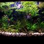 26 gallons planted tank (mostly live plants and fish) - my first fish tank