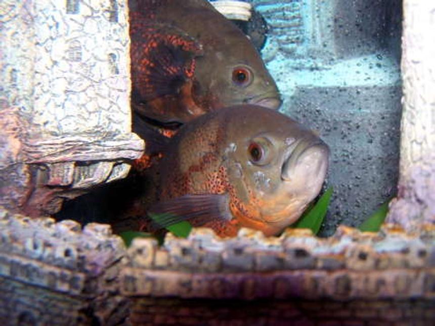 Rated #143: Freshwater Fish - Astronotus Ocellatus - Tiger Oscar Stocking In 55 Gallons Tank - OSCARS