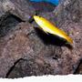 freshwater fish - labidochromis caeruleus - electric yellow cichlid stocking in 55 gallons tank - YELLOW CHICLID