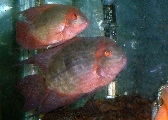freshwater fish - hypselecara temporalis - chocolate cichlid stocking in 90 gallons tank - breading pair of choclate cichlids about 2 yrs old