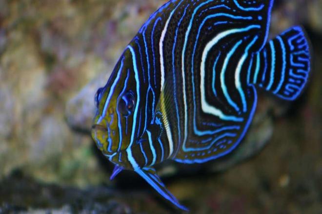 saltwater fish - pomacanthus semicirculatus - koran angelfish stocking in 190 gallons tank - angel