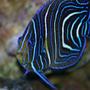 saltwater fish - pomacanthus semicirculatus - koran angelfish stocking in 190 gallons tank - angel