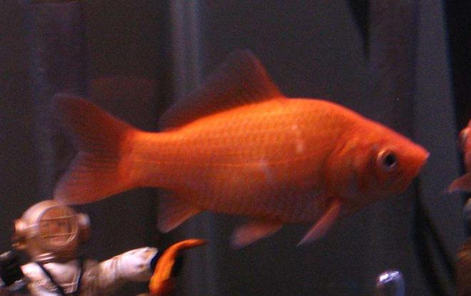 freshwater fish - carassius auratus - goldfish stocking in 30 gallons tank - My six inch long common goldfish, he is 3-1/2 years old