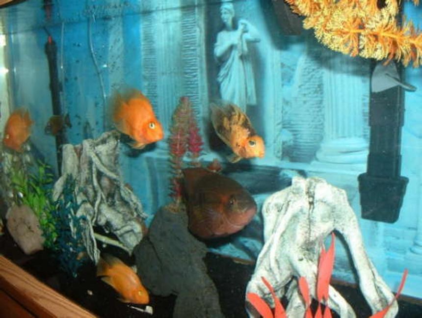 Rated #496: 90 Gallons Freshwater Fish Tank - close up of 75 with light on