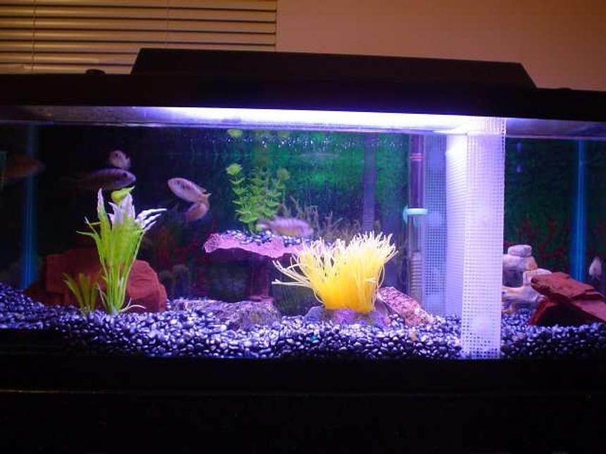 Rated #364: 20 Gallons Freshwater Fish Tank - Lookin' Good