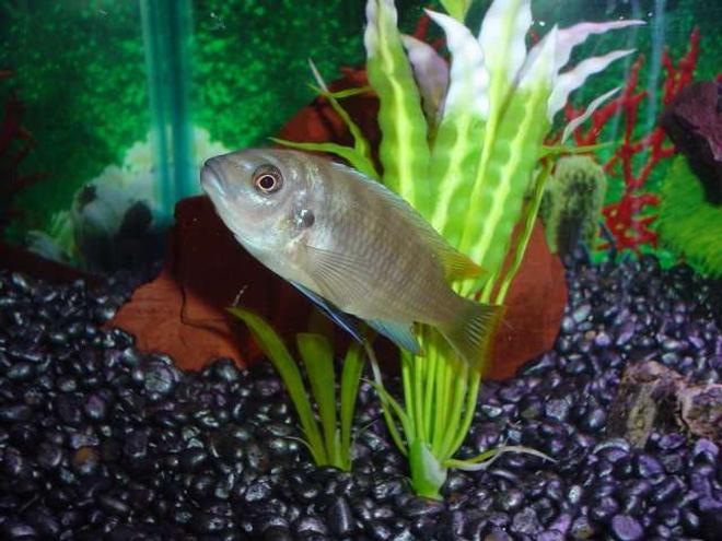 freshwater fish - aulonocara nyassae - blue peacock cichlid stocking in 20 gallons tank - MY CICHLID!!!