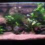 90 gallons freshwater fish tank (mostly fish and non-living decorations) - my large 4ft.