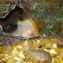 freshwater fish - pterophyllum sp. - white blushing angel stocking in 110 gallons tank - the angel and the spotted catfish looking for pellets