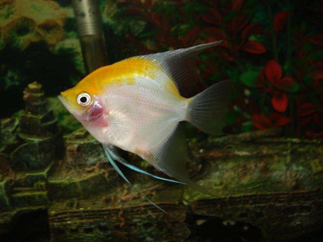 freshwater fish - pterophyllum sp. - white blushing angel stocking in 110 gallons tank - gabriel the angel