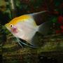 freshwater fish - pterophyllum sp. - white blushing angel stocking in 110 gallons tank - gabriel the angel