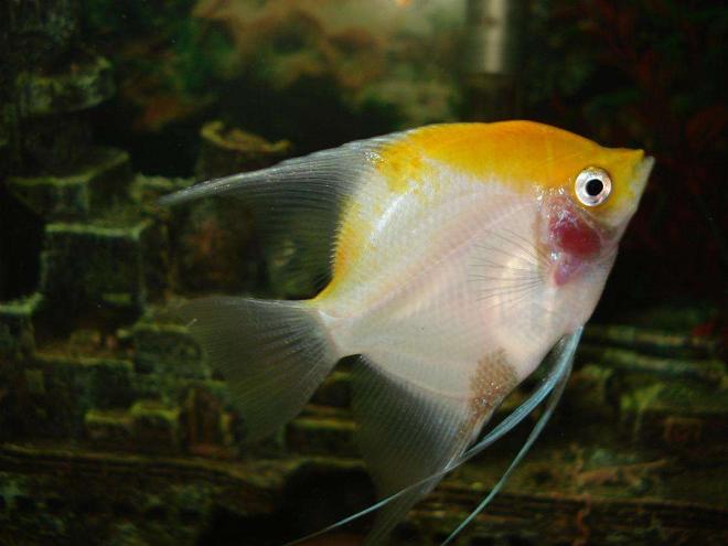 freshwater fish - pterophyllum sp. - white blushing angel stocking in 110 gallons tank - gabriel the big angel