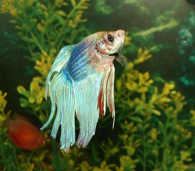freshwater fish - betta splendens - betta - male stocking in 110 gallons tank - the siemese