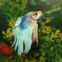freshwater fish - betta splendens - betta - male stocking in 110 gallons tank - the siemese